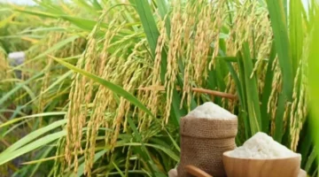 فجوة سعرية.. تباين أسعار الأرز العطري مقابل استقرار حيوط المحاصيل غير المقشورة